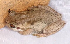 Litoria dentata