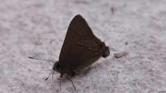 Electrostrymon guzanta