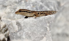 Lygodactylus capensis