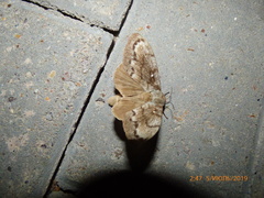 Dendrolimus pini