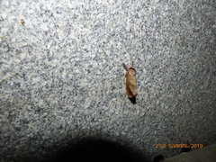 Clostera anastomosis