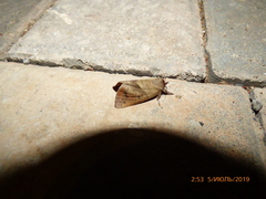 Clostera anastomosis