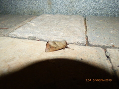 Clostera anastomosis