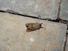 Clostera anastomosis