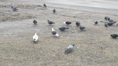 Columba livia domestica