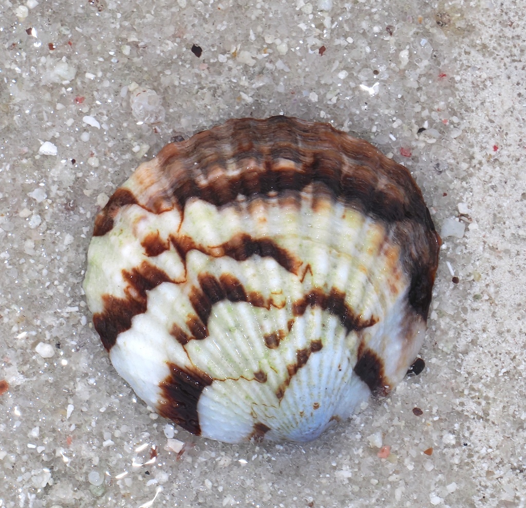 Tucetona pectunculus