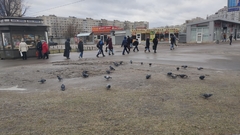 Columba livia domestica