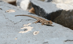 Lygodactylus capensis
