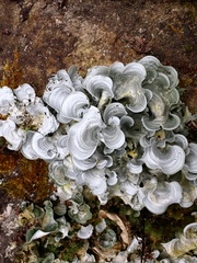 Arrhenieae