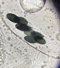 Podospora decipiens