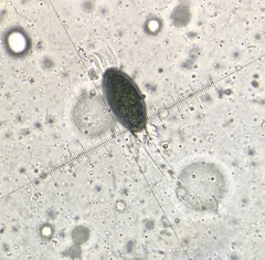 Podospora decipiens