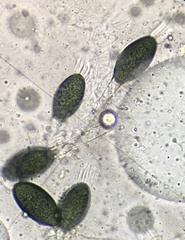 Podospora decipiens