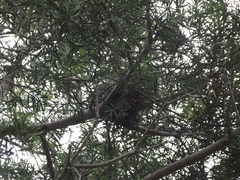 Batis capensis capensis