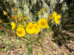 Calceolaria valdiviana