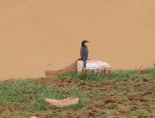Reed Cormorant (Microcarbo africanus), photo 4