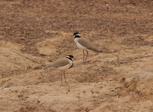 Black-headed Lapwing (Vanellus tectus)