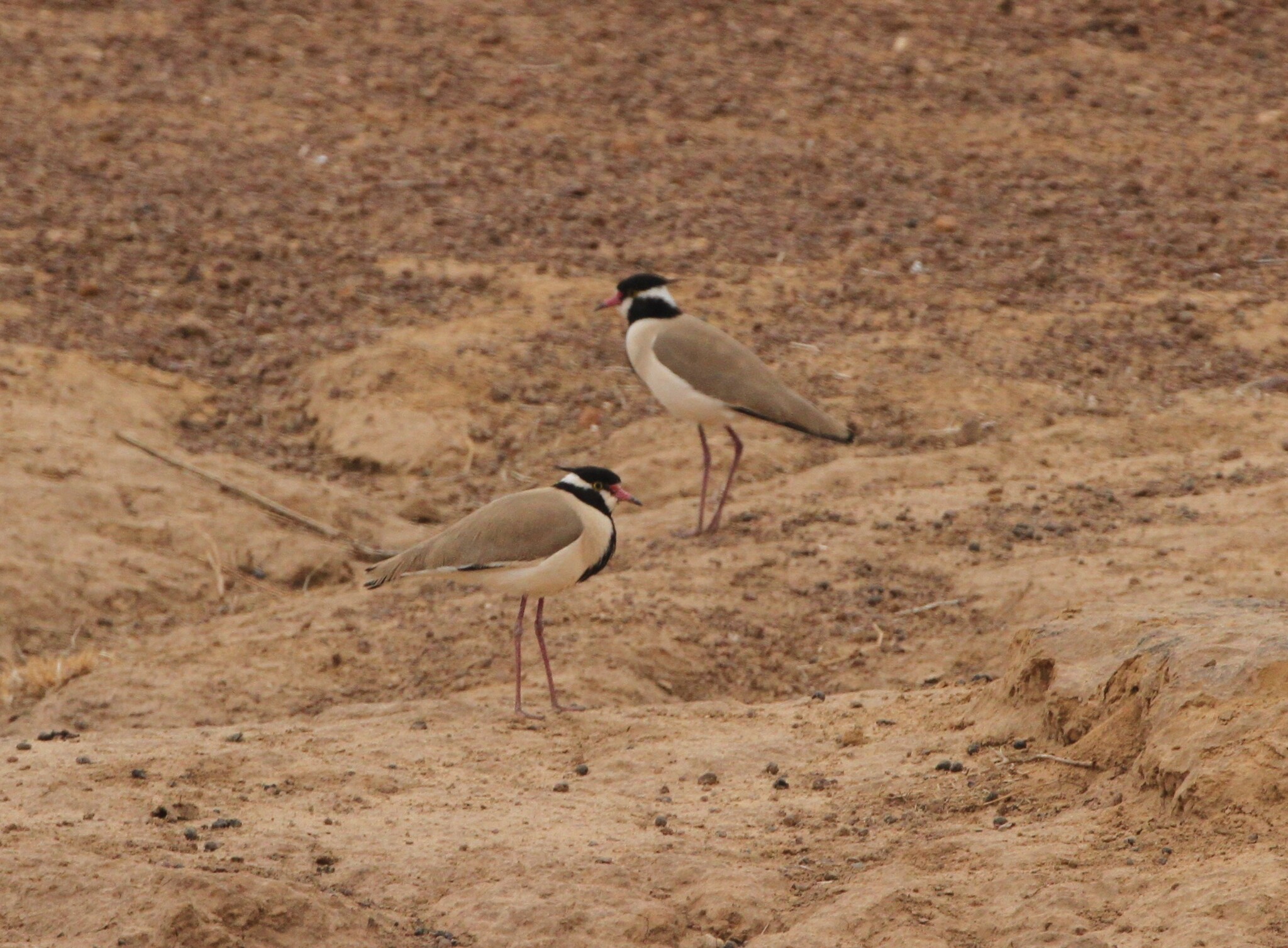 Black-headed Lapwing (Vanellus tectus), photo 1