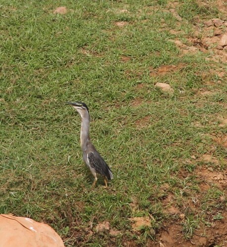 Little Heron
