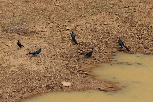 Long-tailed Glossy Starling