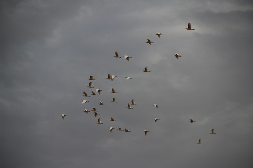 Western Cattle-Egret