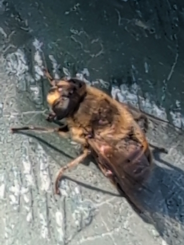 Unknown species found near N/S of Centennial W of Laura, Springfield, OR 97477, USA