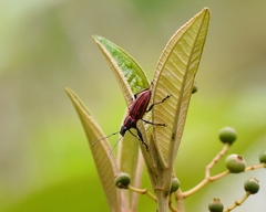 Naupactus rivulosus