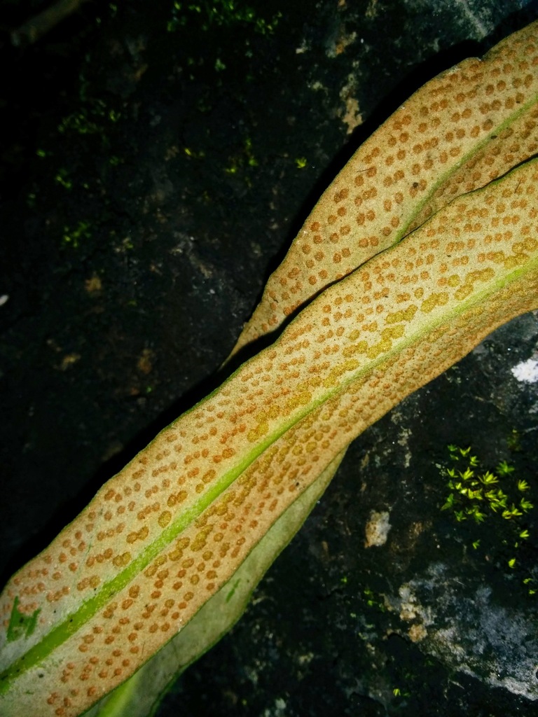Pyrrosia glabra (Pyrrosia glabra)