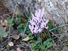 Cyclamen persicum