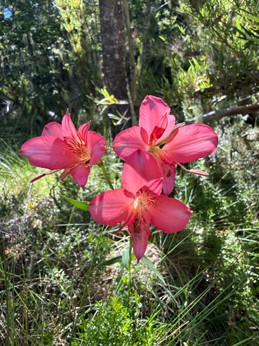 Alstroemeria presliana (Alstroemeria presliana)