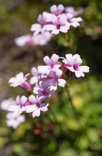 Ourisia alpina, photograph 1