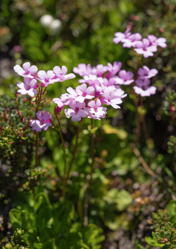Ourisia alpina, photograph 3