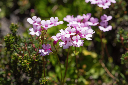 Ourisia alpina, photograph 4