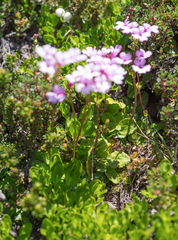 Ourisia alpina, photograph (c) Morten Ross, some rights reserved (CC BY)