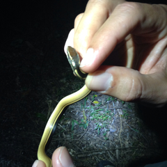 Coniophanes schmidti