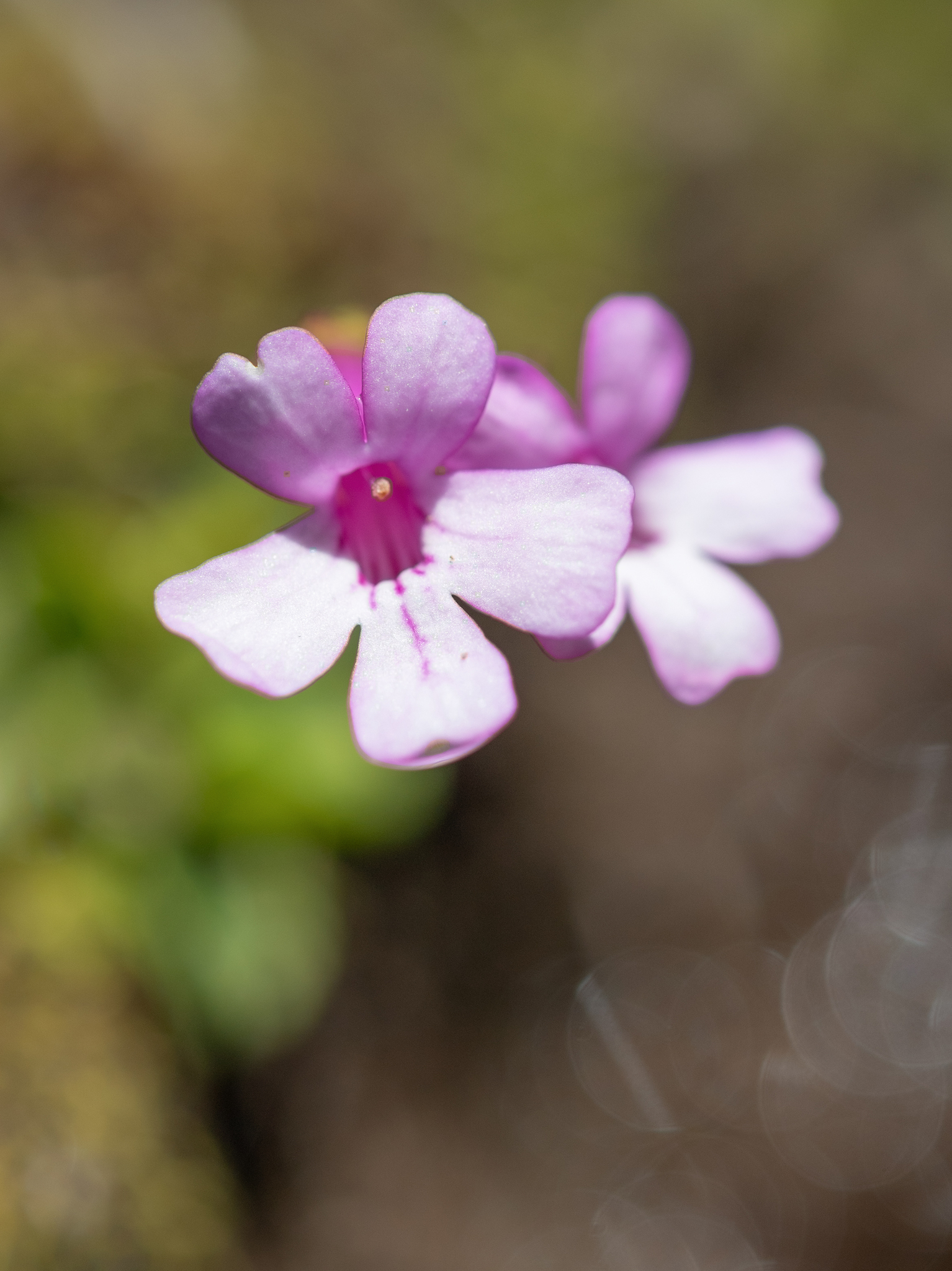 Ourisia alpina