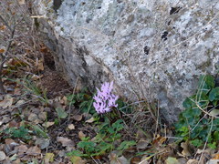 Cyclamen persicum