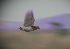 Black-Rumped Buttonquail photo 2