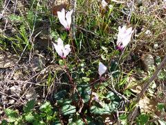 Cyclamen persicum
