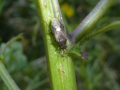 Rhypodes