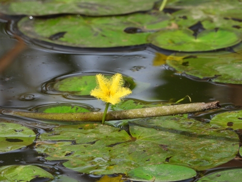 Nymphoides fallax (Nymphoides fallax)