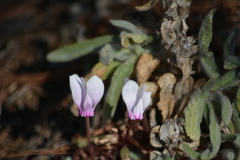 Cyclamen graecum