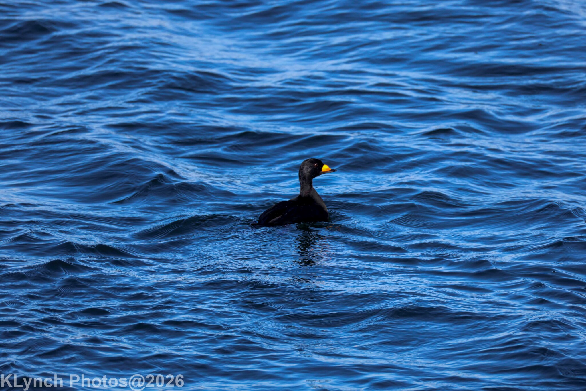 Black Scoter (Melanitta americana), photo 3