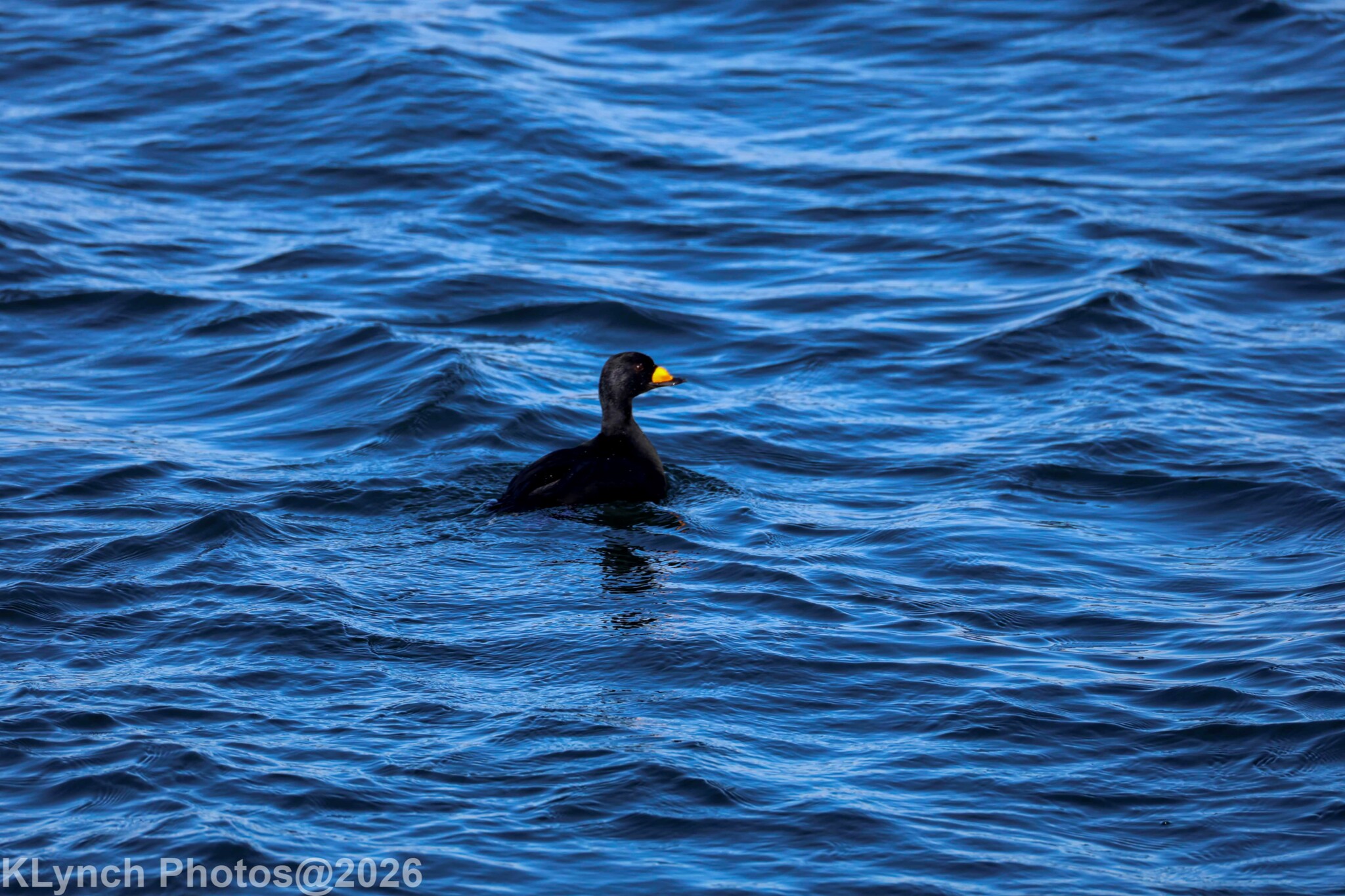 Black Scoter (Melanitta americana), photo 4