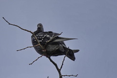Columba livia domestica