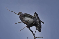 Columba livia domestica