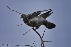 Columba livia domestica