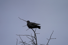 Columba livia domestica