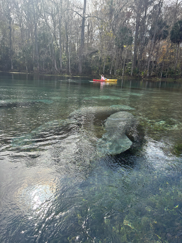 West Indian Manatee observed by nailasalsabila