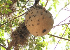 Protonectarina sylveirae