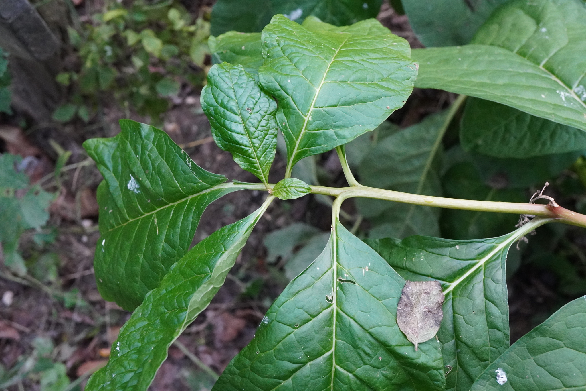 Phytolacca Acinosa (Phytolacca acinosa)